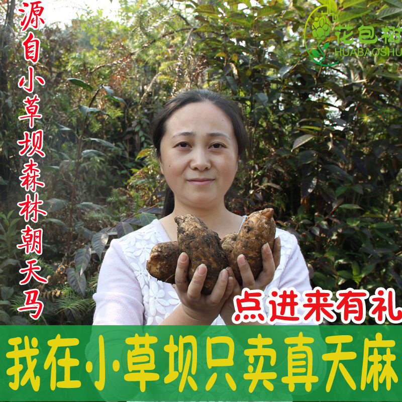 云南昭通小草坝非长白山同仁堂深山特级野生新鲜天麻500包邮批发