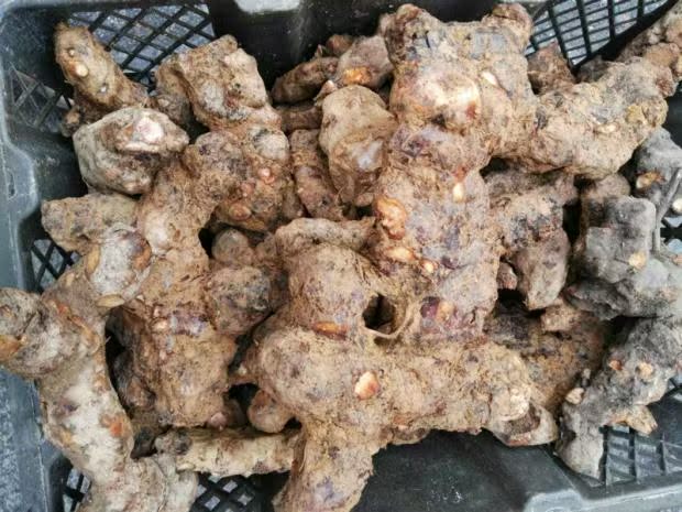 野生土茯苓新鲜 红茯苓 过山龙 现挖现卖，硬饭头1件500g