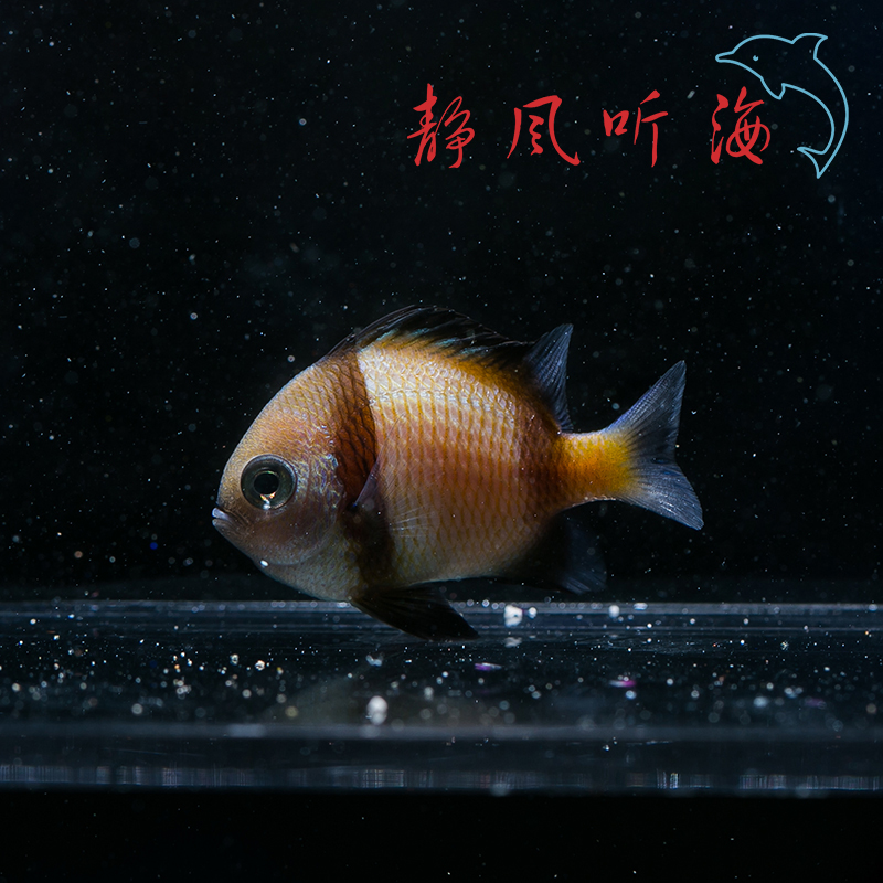 二间雀 三间雀 四间雀 六间雀 三点白 雀魔类 活体海水鱼必拍包装_双