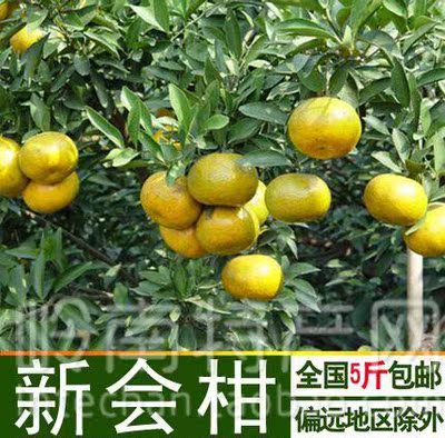新会柑鲜果促销买五斤包邮 新鲜采摘 新会人的果场可联系现场摘