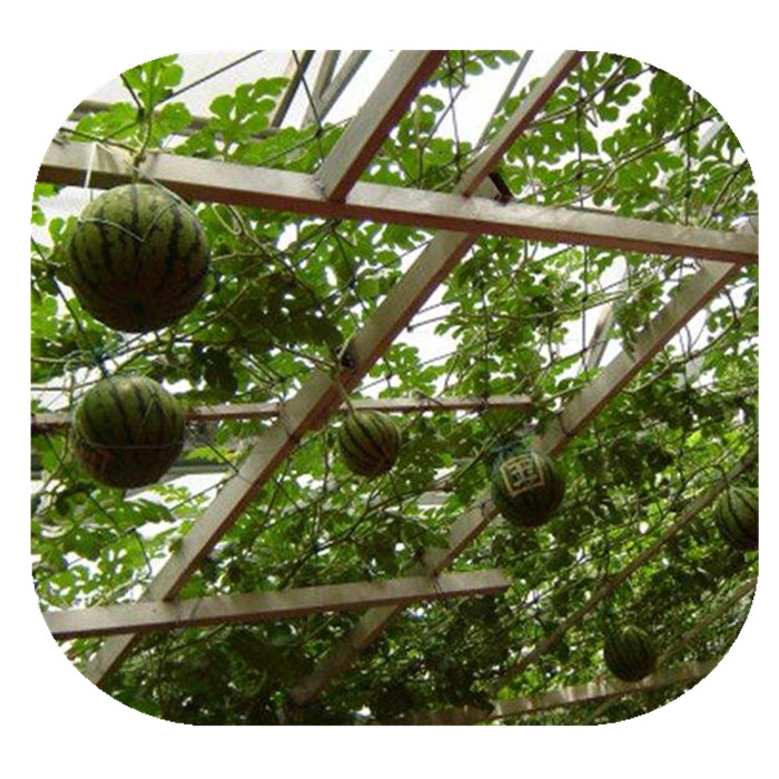 西瓜树花种子四季播种绿植室内盆栽水培易活植