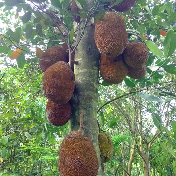 野味现摘新鲜防城港野生原种湿苞树菠萝蜜干湿包木菠萝包甜包熟