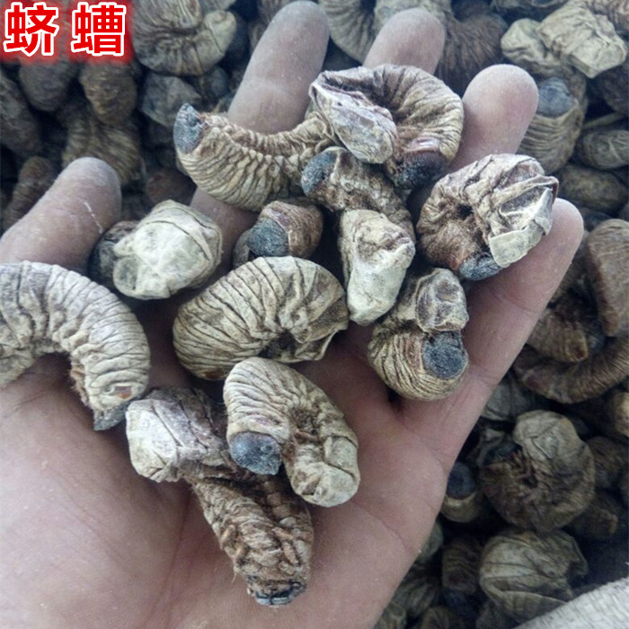 中药材蛴螬 土蚕 老母虫 核桃虫500克包邮 蛴螬虫可磨