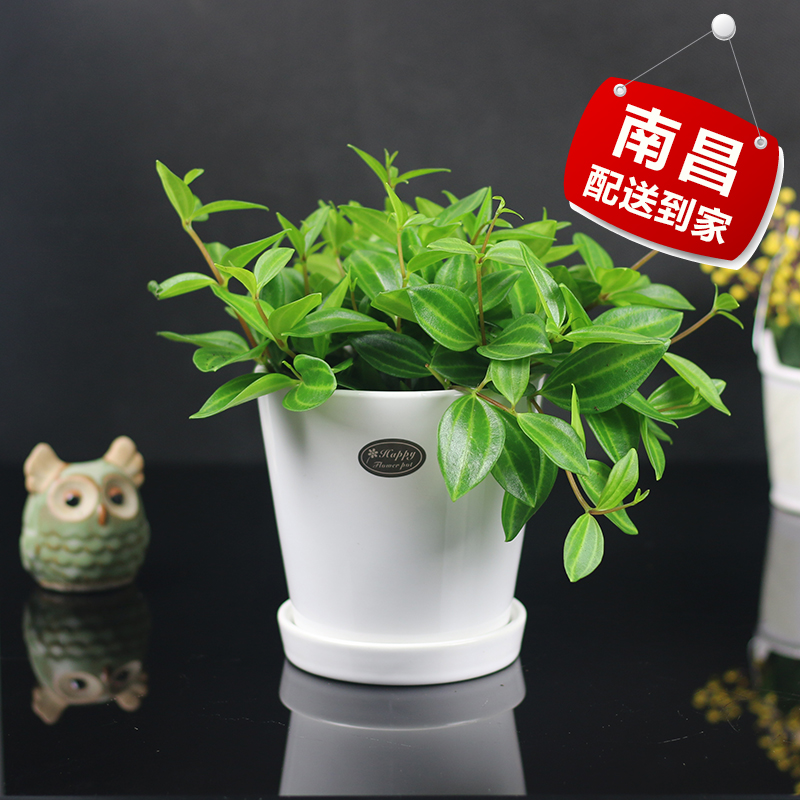 正品[钻石翡翠]钻石翡翠的故事评测 钻石粉千次