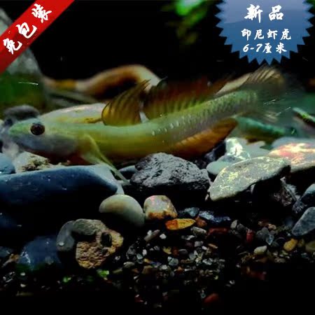 野生印尼虾虎西瓜天使秃头鲨 印尼虾虎6-7厘米 淡水观赏鱼活体