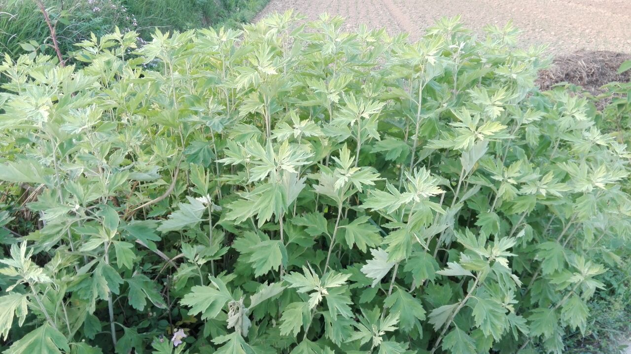 大别山野生新鲜艾叶艾草泡澡泡脚艾绒艾柱艾条2斤包邮