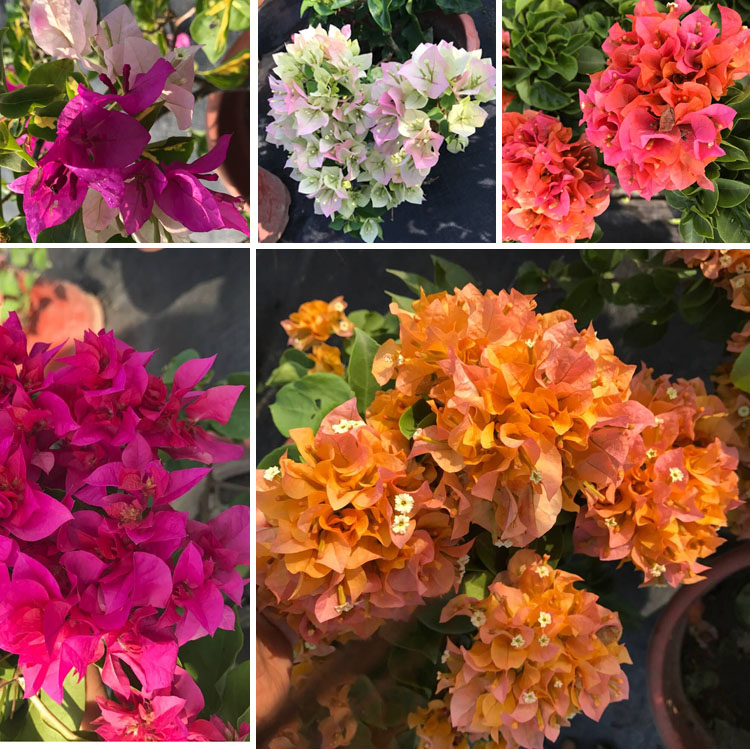 三角梅室内盆栽爬藤花卉攀援植物大苗重瓣大苗颜色多样包邮包成活