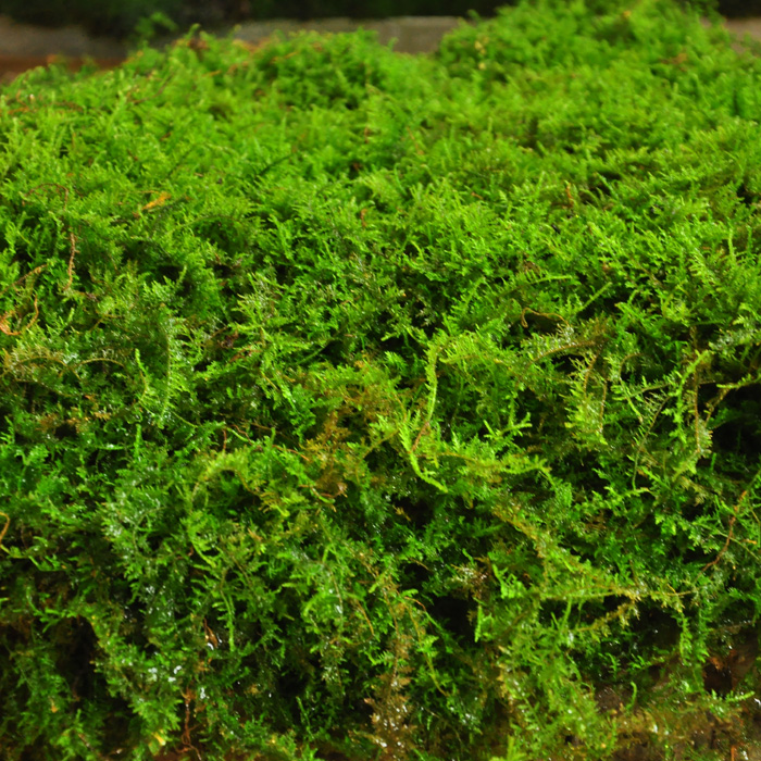 青藓 微景观苔藓植物 生态瓶diy材料水陆缸造景 假山盆景鲜活青苔