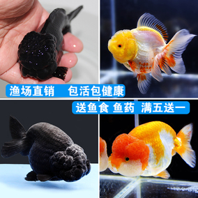 精品黑虎金鱼活体虎头猫狮观赏鱼水族宠物招财鱼冷水淡水国粹包活