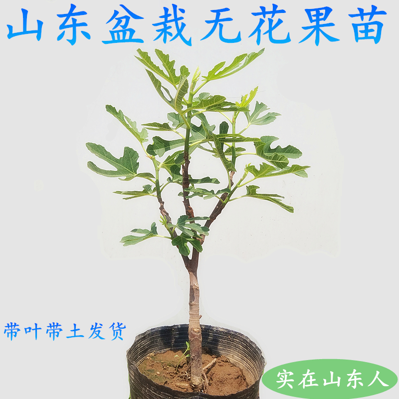 六年无花果树苗当年结果盆栽地栽阳台庭院南北方种植无花果苗包邮