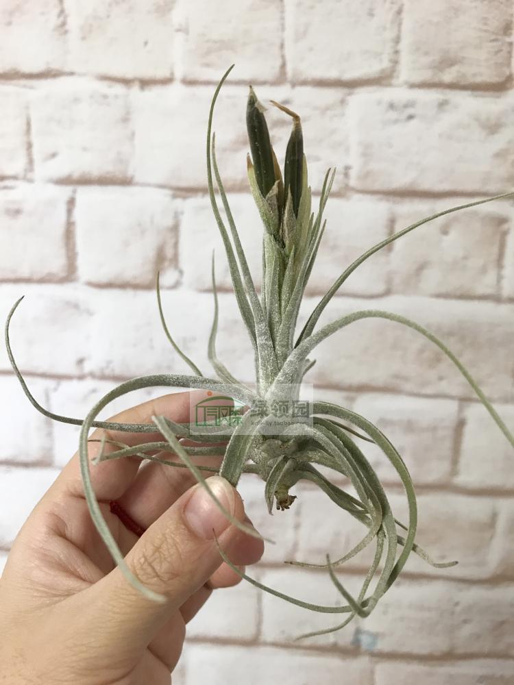 空气凤梨--tillandsia bryoides原生微型品种