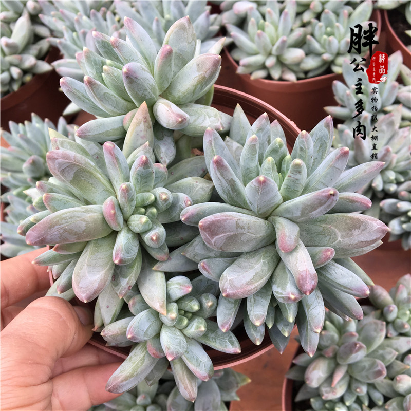 精品多肉植物老桩多头群生肥嘟嘟 蓝黛莲小盆绿植盆栽一件包邮