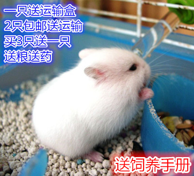 仓鼠宝宝 活体布丁 银狐 紫仓 三线 家养宠物小仓鼠 白色老鼠小宠