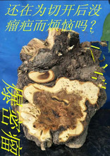 麻梨疙瘩原料麻利疙瘩干料麻梨疙瘩弹弓麻梨疙瘩手串鼠李根