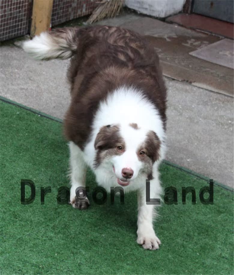 cku认证赛级犬 冠军血统 咖啡边牧 边境牧羊犬 幼犬出售 牧羊犬