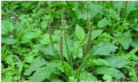 散装车前草种子 青猪耳草 平车前 五根草 牛甜菜 车前子包邮