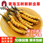 精选野生鲜虫草正宗0.7克1条10条起 大号青海玉树新鲜冬虫夏草正品