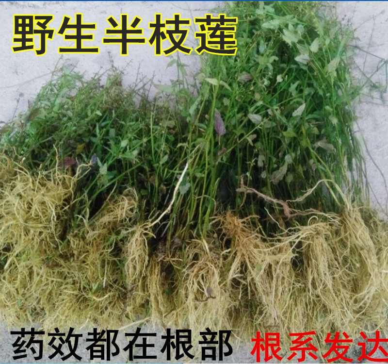 中草药新鲜野生半枝莲四条棱四方草并头草松叶配白花蛇舌草一500g