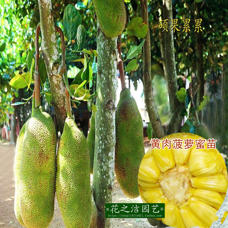 正品马来西亚四季菠萝蜜树苗 嫁接种植果树苗 庭院盆栽木菠萝蜜苗 ￥4