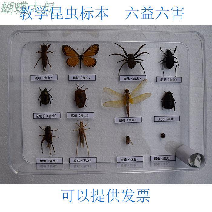 昆虫标本 益虫害虫标本套装 真昆虫 学校幼儿园教学标本定制 包邮