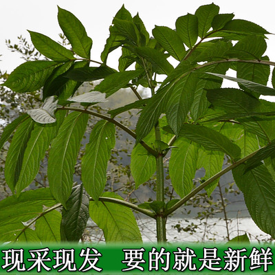 新鲜走马风 小接骨丹 接骨草 野生中药材500g满5件包邮