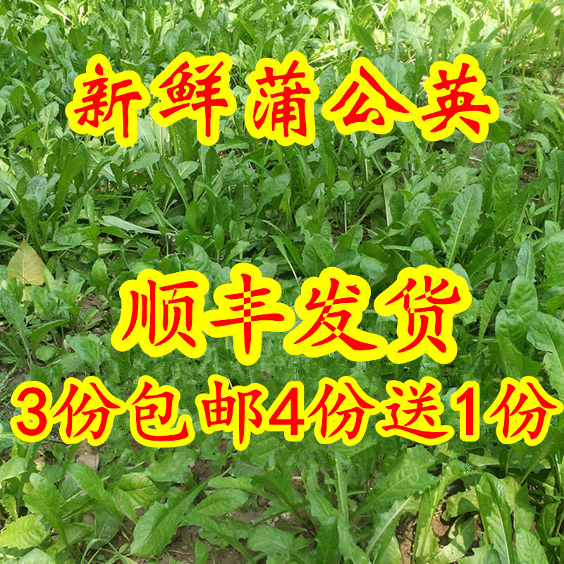 新鲜蒲公英野生大叶现挖苦菜苦麻子婆婆丁250g拍3份包邮拍4发5