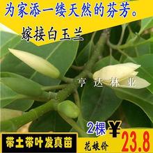 白兰花苗 浓香绿植花卉 木兰花黄桷兰树苗 缅桂花盆栽 白玉兰树苗