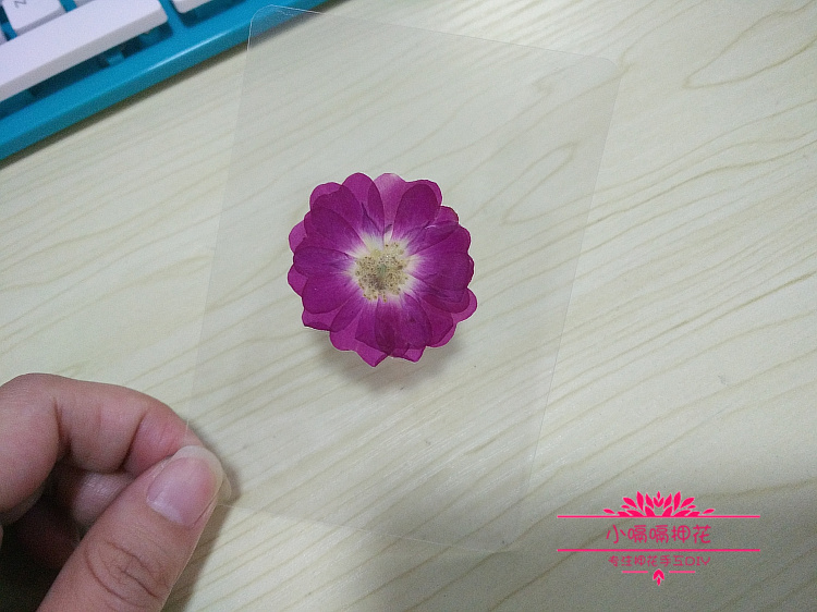 学生植物教学标本过塑卡片花草树叶真花叶子标