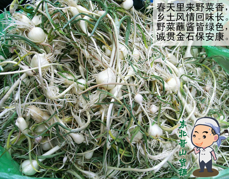 东北野生山野菜 新鲜野山蒜大脑嘣大脑瓜小根蒜小根菜