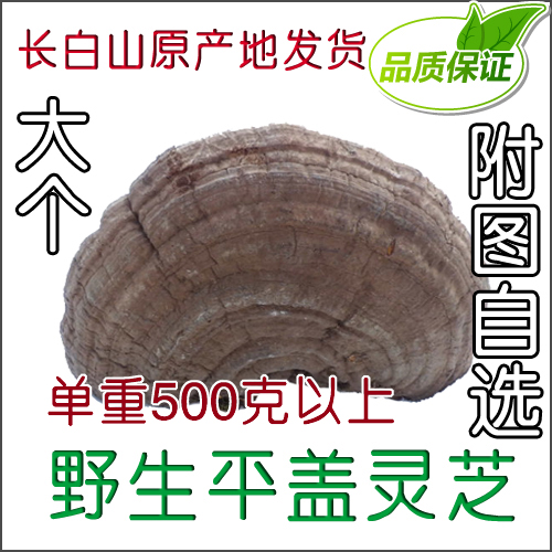 长白山野生平盖灵芝 野生灵芝正品  树舌灵芝青芝 大个 附图自选
