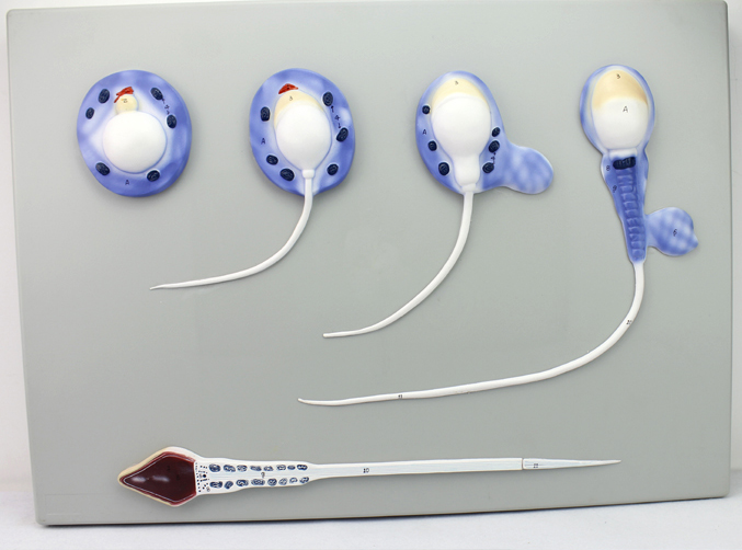 正品[精子]精子和卵子结合视频评测 女上位图片