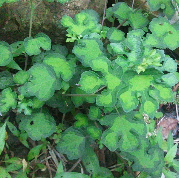 野生草药 梵天花 三角枫 野棉花 棉花肾 干品新鲜都有 25一斤