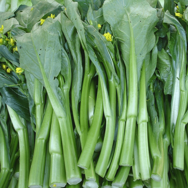 【粗条甜菜心】精品菜心种子 绿苔菜 芸菜苔 补血益肾 提神健胃