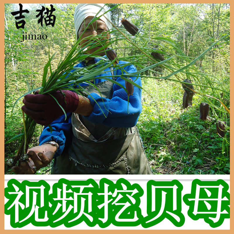 吉猫贝母野生平贝川贝母松贝粉无硫100g包邮