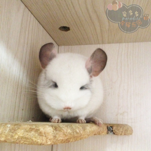 【宠多多乐园】龙猫 极品美系种猫繁殖纯白dd 视频选猫(已卖)