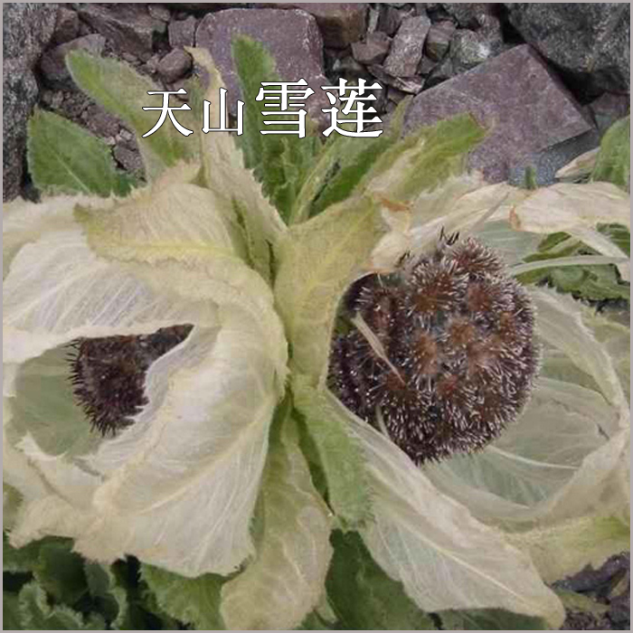 新疆特产 天山雪莲中药材天然正宗雪莲花干花13g*朵