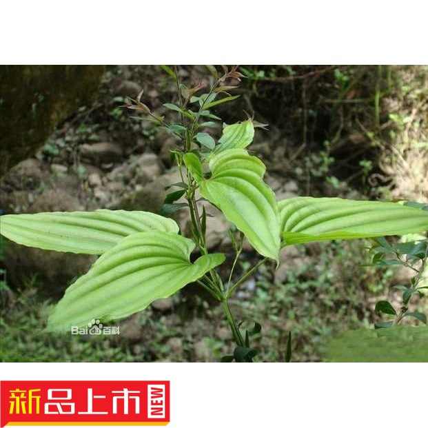 野生新鲜嗽药百部百条根野天门冬百奶九十九条根山百根