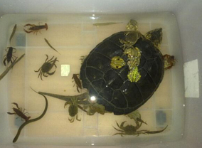 鳄龟]北美拟鳄龟价格评测 北美拟鳄龟吃什么图