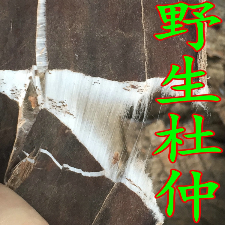 神农架原始深山农家自剥野生杜仲野生包邮厚皮药效好特产药效好