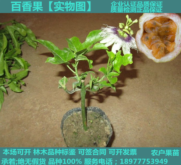 百香果种植-返利商品分类列表-67比购网!