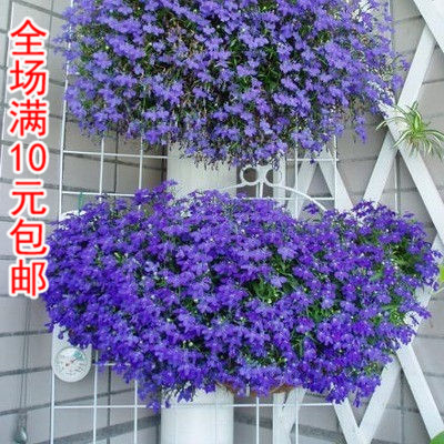 四季盆栽花卉种子 翠蝶花种子 六倍利 吊兰类植物花卉半边莲