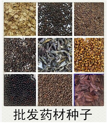 药材种子 白芷桔梗 板蓝根 丹参 决明子 党参 柴胡防风种子免运费