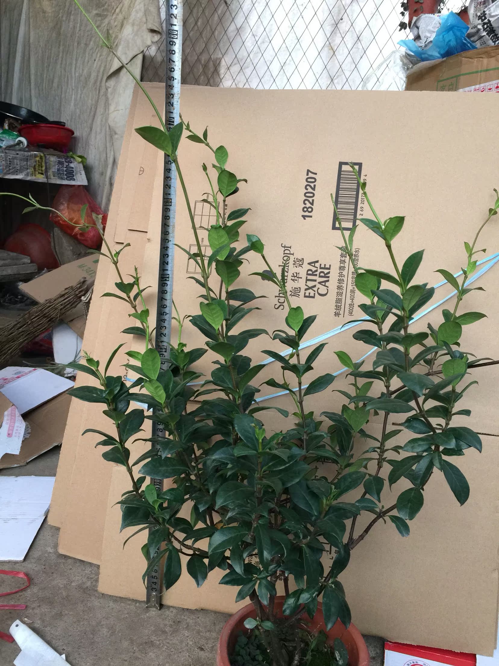 正品[络石盆景]络石盆景图片评测 络石盆景修剪