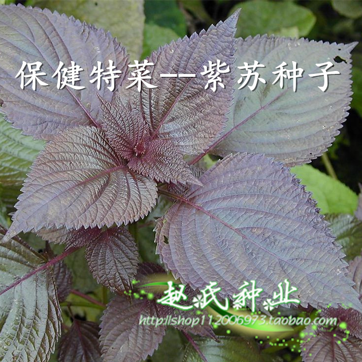 保健蔬菜种子 药膳养生紫苏子 紫叶苏 绿苏子 野生药用保健特色菜