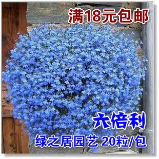 包邮 六倍利花种子 盆栽垂吊半边莲 翠蝶花种子蓝色 阳台吊兰花籽