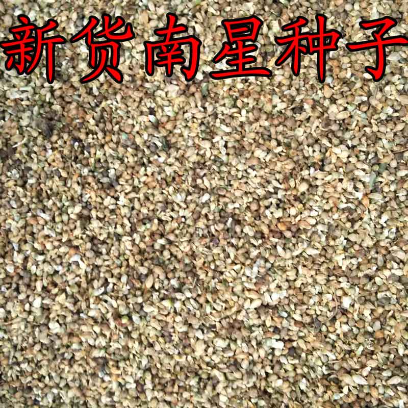 中药材种子批发/供应天南星种子胆南星种子南星子批发中草药种子