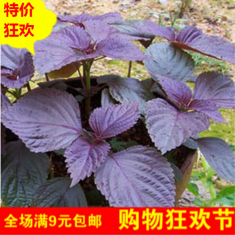 满包邮 紫叶苏紫苏种子家庭蔬菜香料四季播阳台盆栽 香草苏子易种