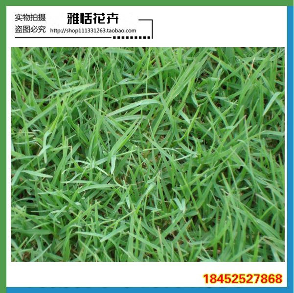 坪种子 进口草坪种子不修剪美国四季青草籽批