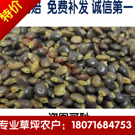 鸡骨草种子 中药材鸡骨草籽  特价