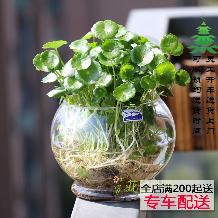 水培铜钱草 玻璃瓶套装 金钱草水养绿色植物绿植花卉上海花草世界